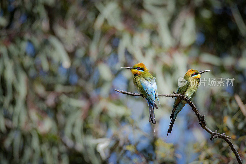 彩虹食蜂鸟(Merops ornatus)